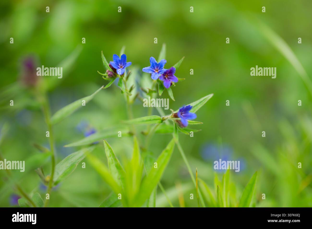 Gromwell bleu vif violet Aegonychon purpurocaeruleum fleurs avec des bourgeons rougeâtres fleurissent au-dessus d'étroites feuilles en forme de lance verte dans un meado d'herbe de printemps Banque D'Images