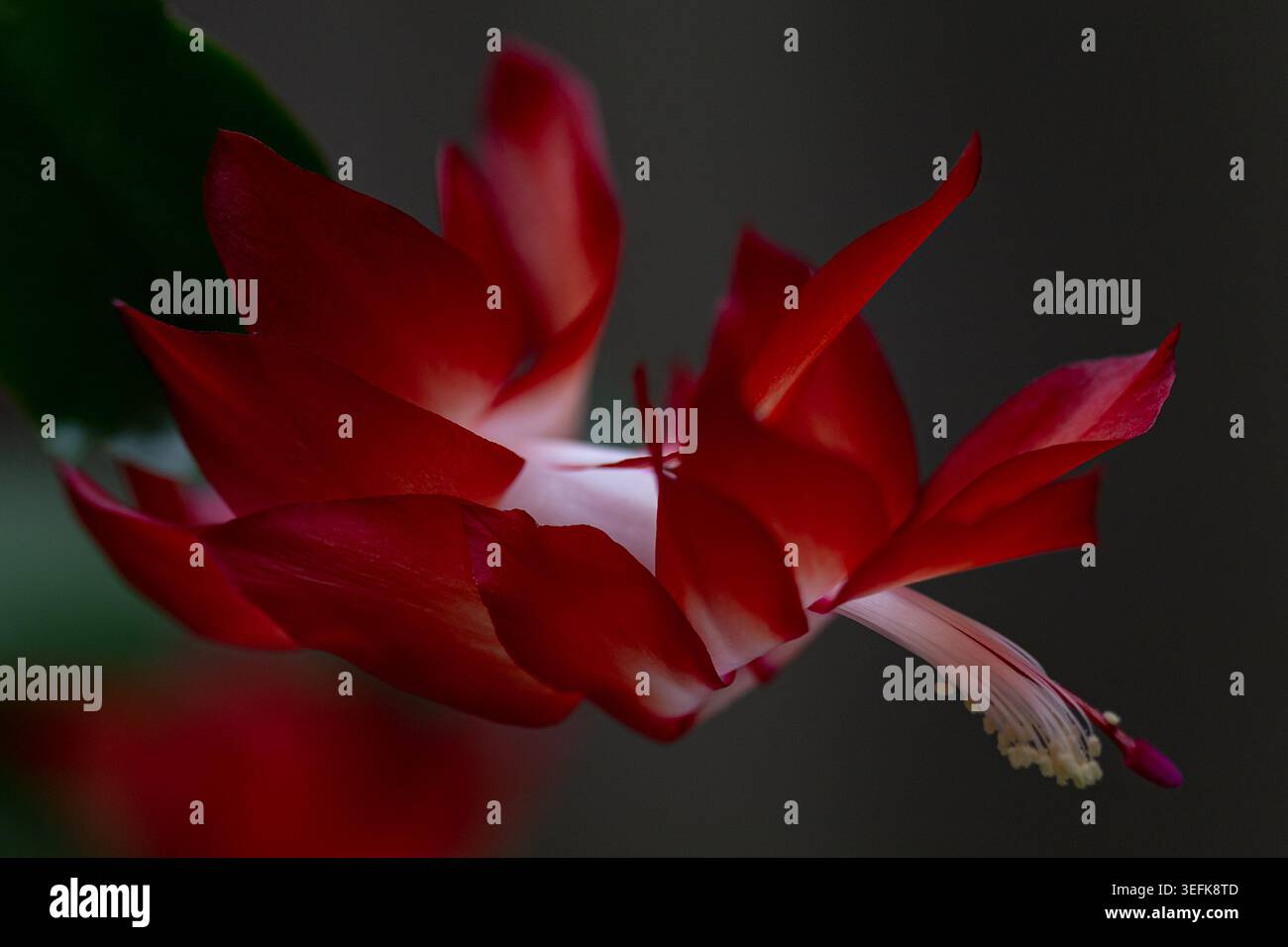 Gros plan macro extrême d'un pétale de fleur de cactus de Noël rouge éclatant et étamine sur un fond sombre et d'humeur sombre. Banque D'Images
