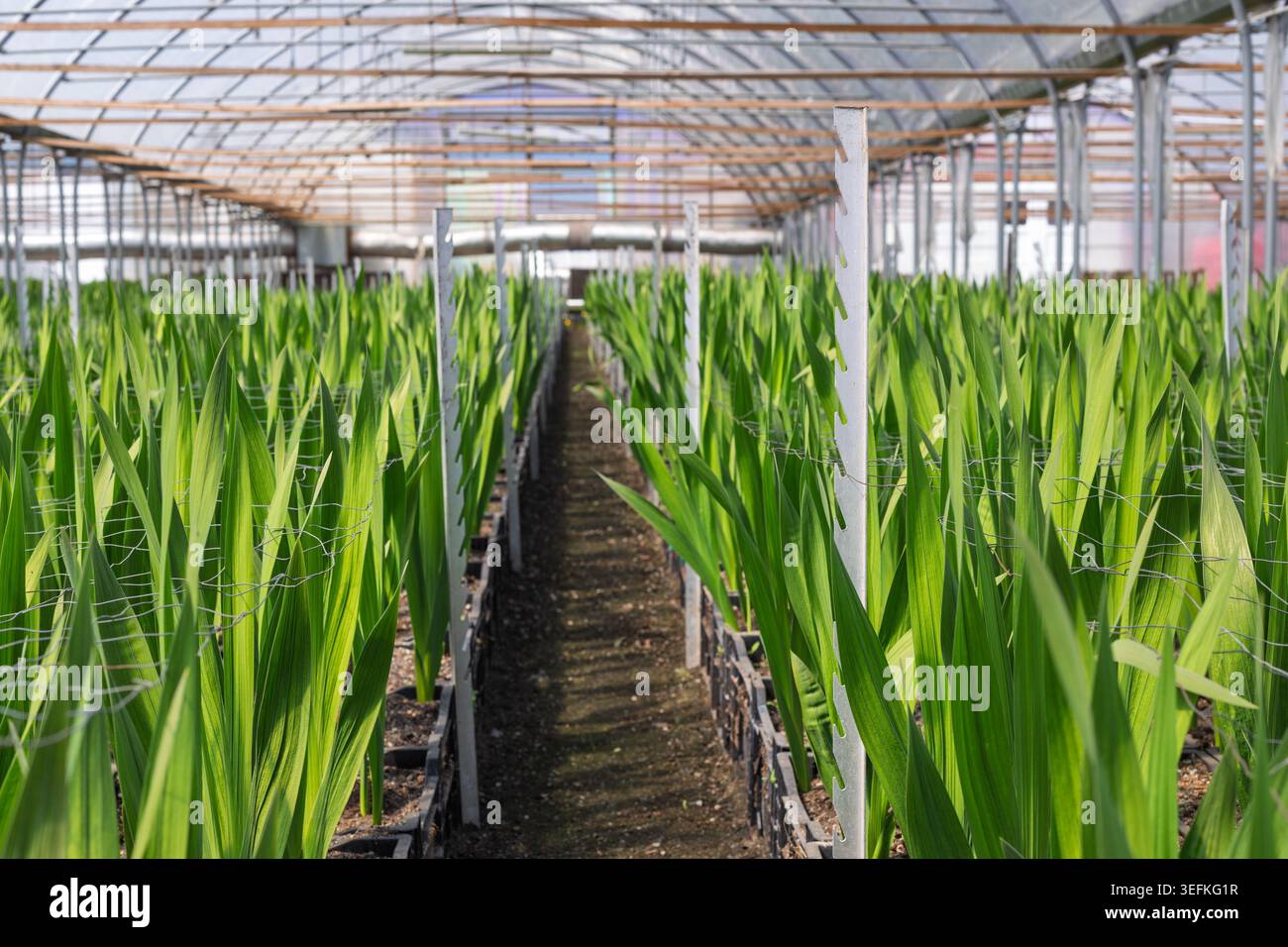 Centre d'horticulture industrielle cultivant des cultures florales vertes Banque D'Images