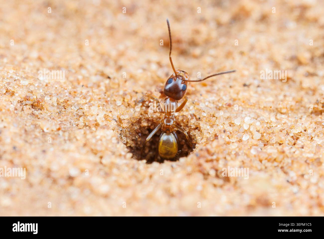 Une fourmi pyramidale (Dorymyrmex flavus) à l'entrée de sa colonie. Banque D'Images