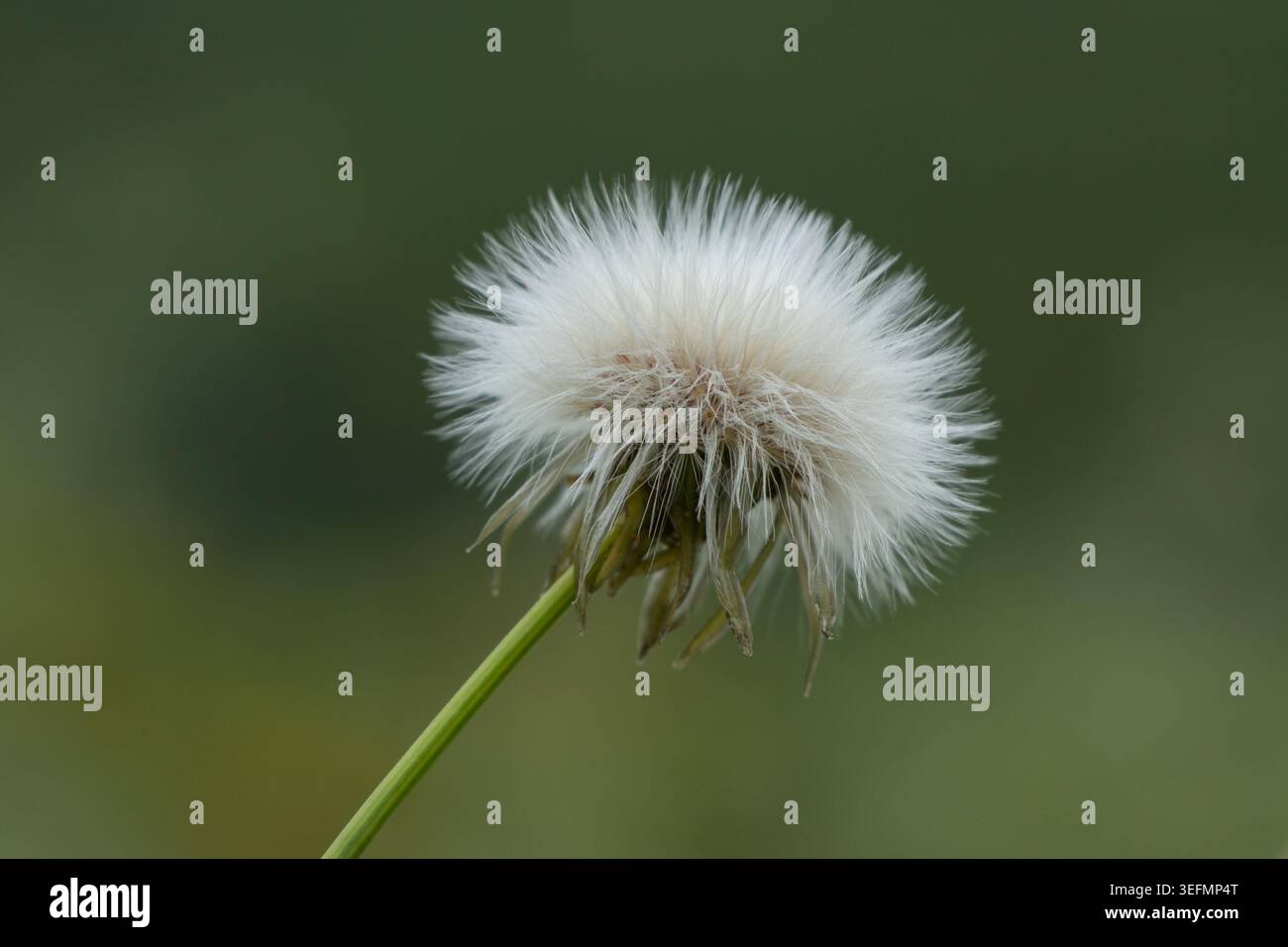 Composition de printemps minimale avec tête de graine de Sonchus Asper moelleuse blanche sur fond vert flou doux. Espace de copie pour couverture de livre et mur nature optimisée Banque D'Images