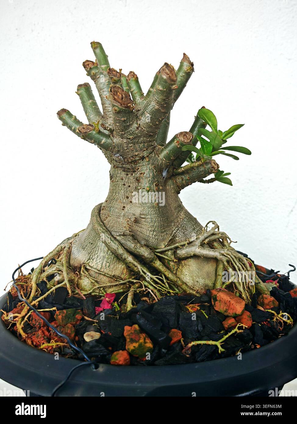 Bonsaï rose désertique Adenium obesum poussant dans un pot sur un tabouret vert clair Banque D'Images