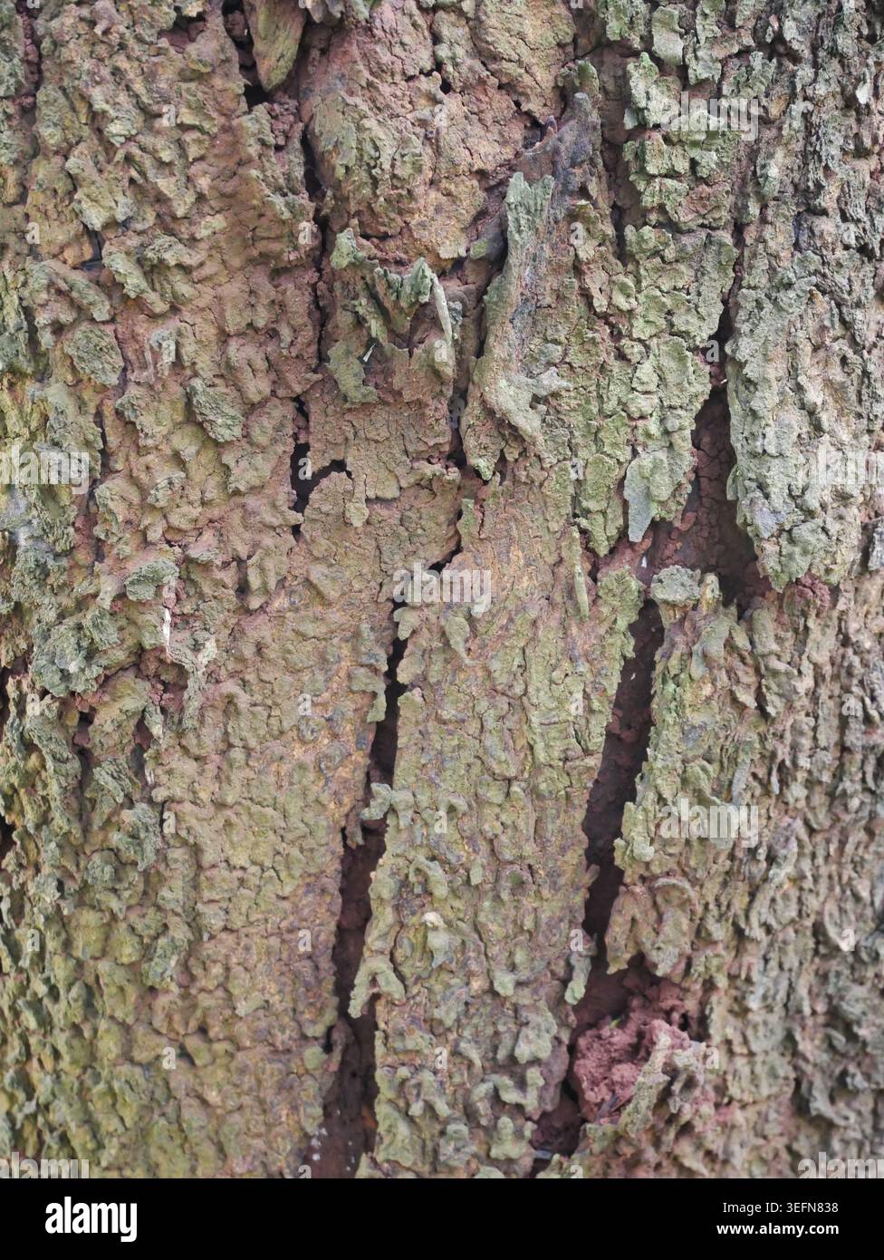 Vieille écorce d'arbre altérée et moussue créant un motif unique Banque D'Images
