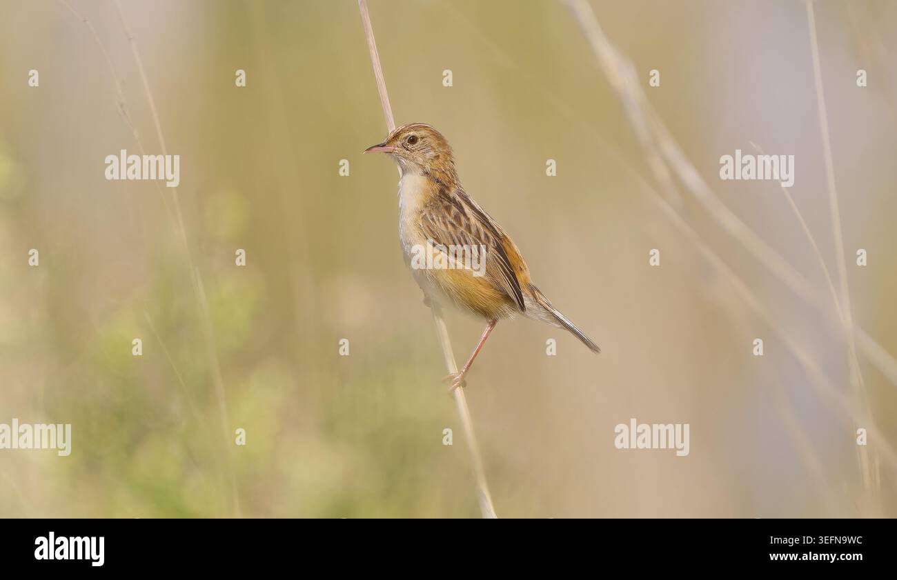 Oiseau cisticola brun (Cisticola juncidis) perché sur une tige d'herbe dans des herbes floues, Sanctuaire d'oiseaux Marievale, Nigel, Afrique du Sud Banque D'Images