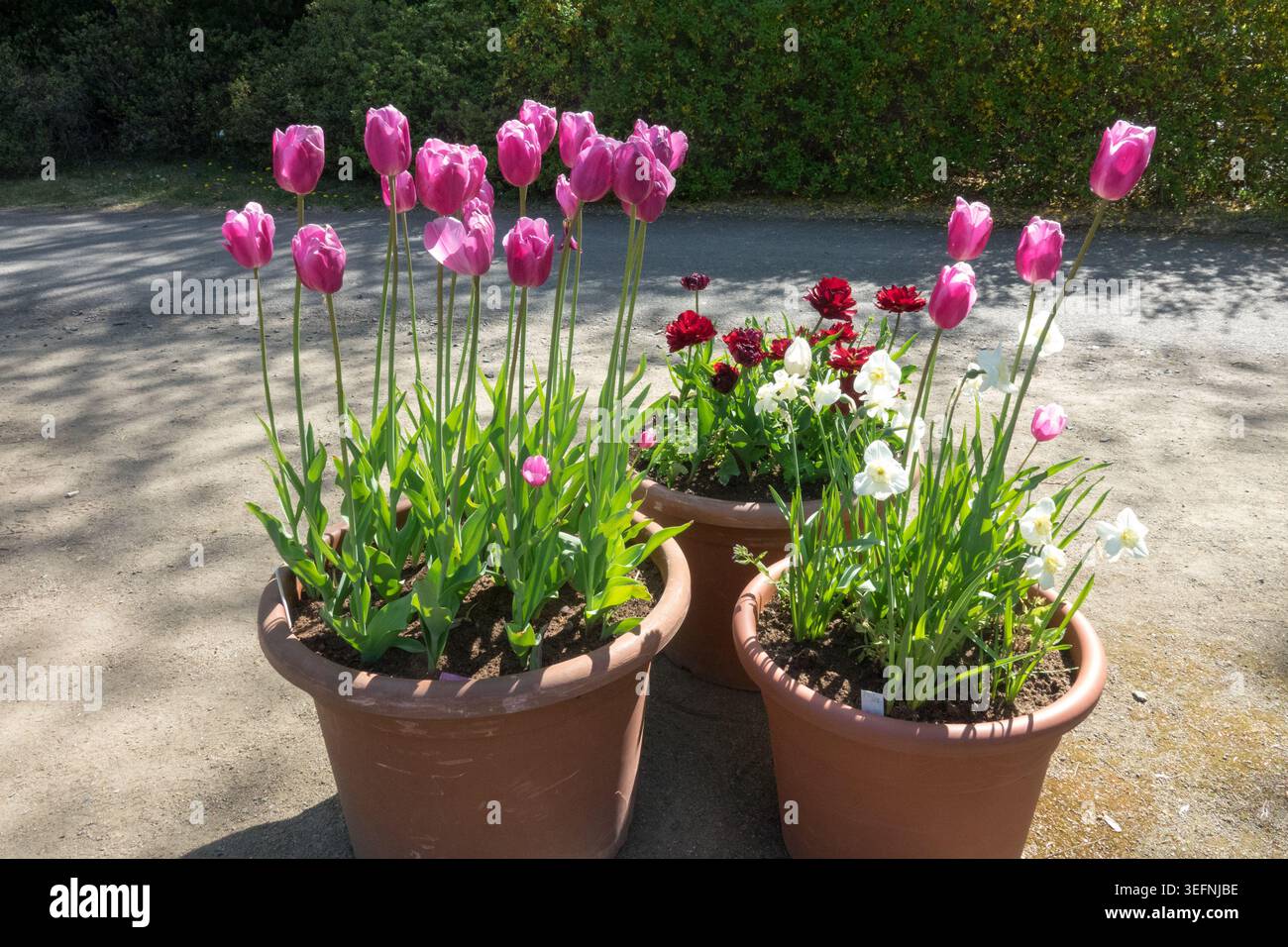 Groupe de grands pots avec tulipes roses jonquilles blanches et ranoncule rouge sur un chemin de jardin au printemps Banque D'Images