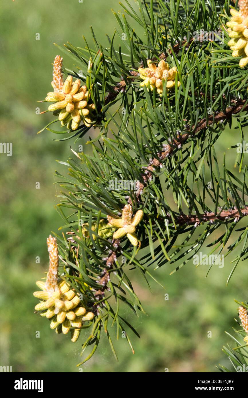 Jeunes cônes mâles jaunes et aiguilles tordues sur les branches pleurantes de Jack Pine Pinus banksiana 'pendula' au printemps Banque D'Images