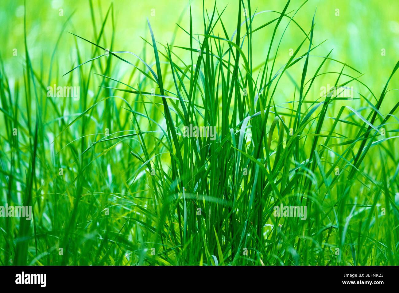 Brins d'herbe verte fraîche de pelouse luxuriante en plein soleil comme fond de printemps naturel Banque D'Images