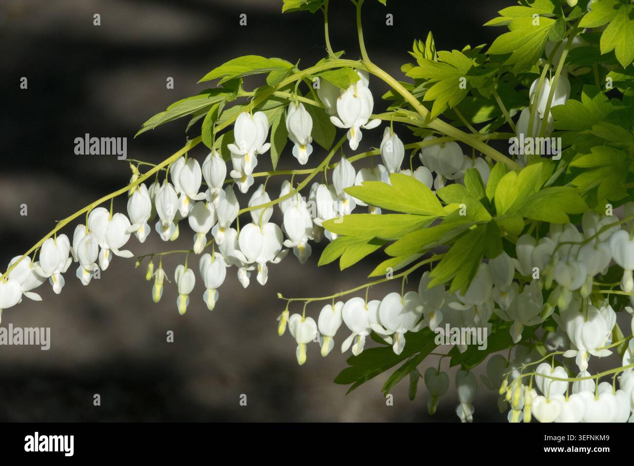 Tiges arquées élégantes avec des fleurs blanches en forme de coeur de coeur saignant Dicentra spectabilis 'Alba' dans un jardin de printemps Banque D'Images