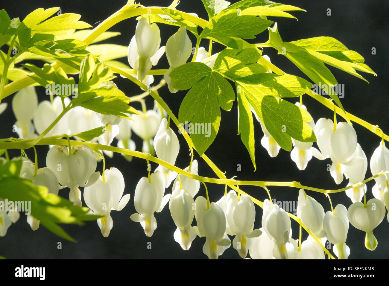 Fleurs blanches en forme de coeur de coeur saignant Lamprocapnos spectabilis 'Alba' dans un jardin de printemps Banque D'Images
