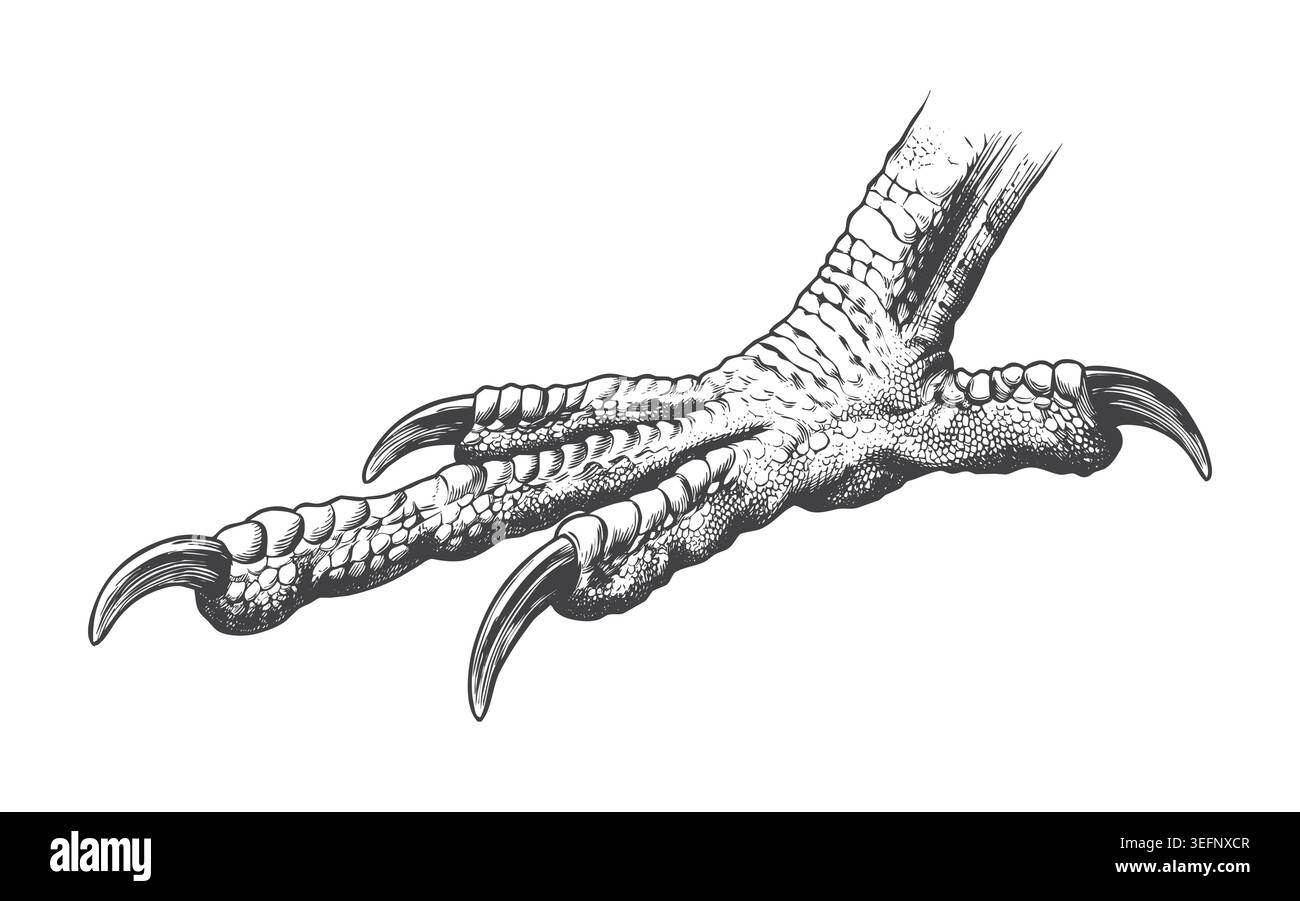 Gravure classique dessinée à la main du pied d'un oiseau de proie reposant à plat. Une excellente ressource pour les illustrations ornithologiques, les identités de marque rétro, et WIL Illustration de Vecteur