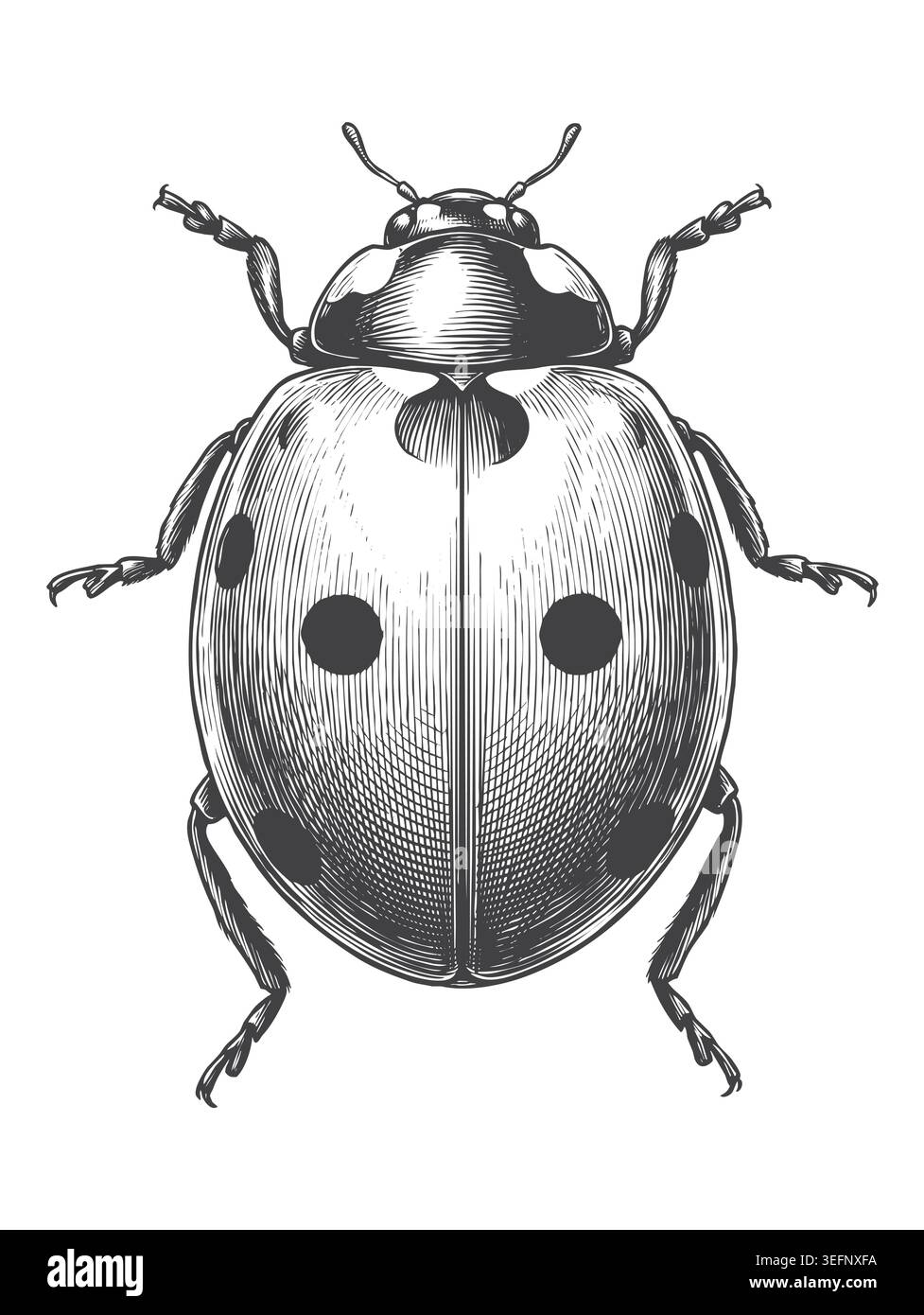 Une illustration de coccinelle dessinée à la main très détaillée, vue de dessus, avec des ailes fermées dans un style de gravure antique. Idéal pour la marque de ferme biologique, vintage Illustration de Vecteur