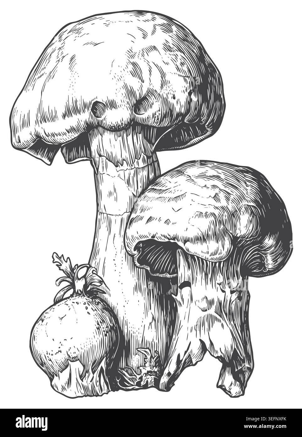 Une illustration monochrome détaillée de deux champignons forestiers à tige épaisse dans un style gravé traditionnel. Parfaitement adapté aux étiquettes de produits gastronomiques, v Illustration de Vecteur