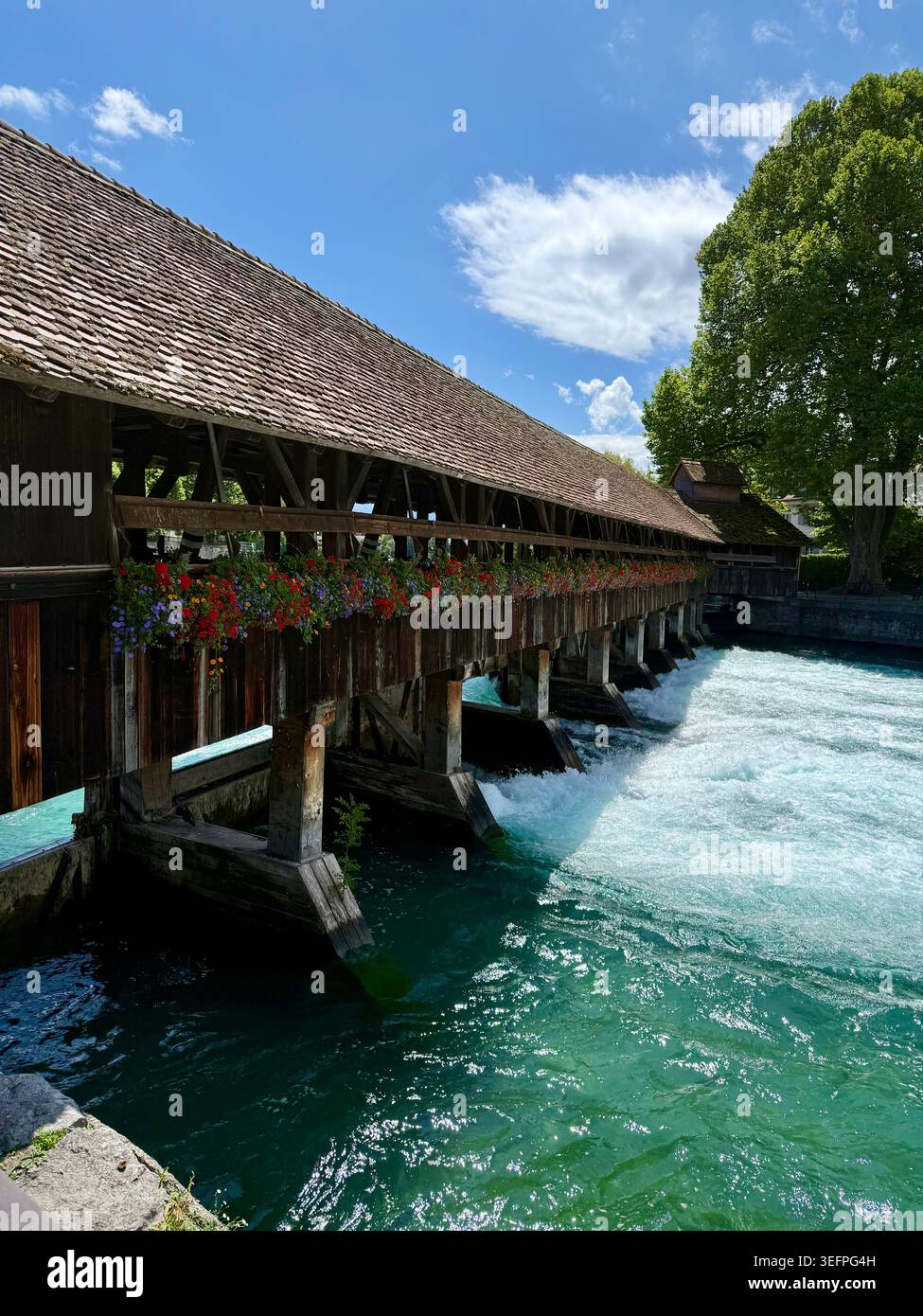 Un pont historique couvert en bois enjambe le déversoir d'eau vive sur la rivière Aar à Thoune, en Suisse, décoré de géraniums rouges en été - Image de stock capturée avec un smartphone