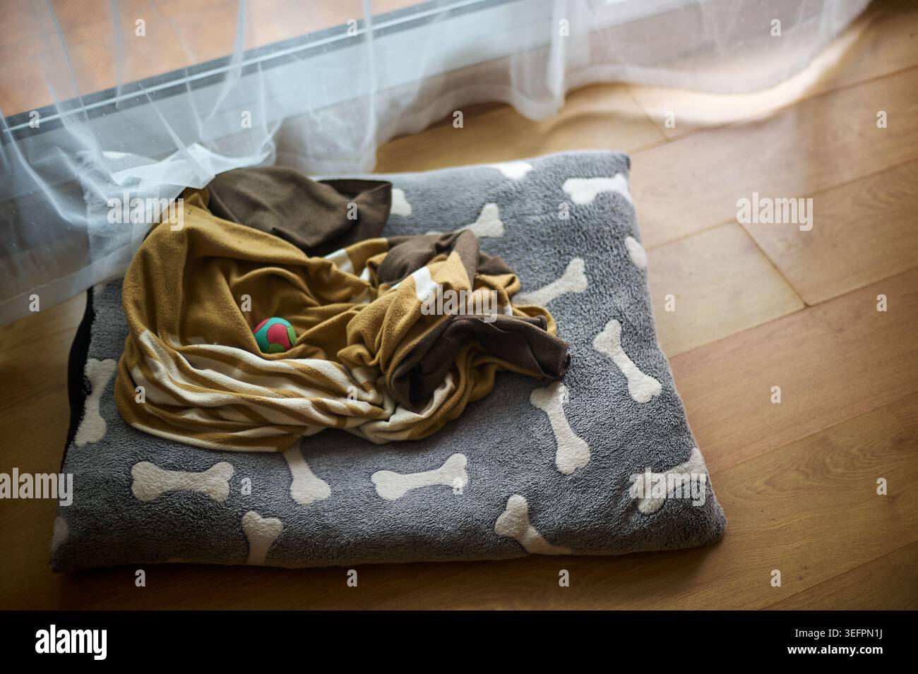Lit confortable pour animal de compagnie avec un motif d'os mou, une couverture froissée, et une petite boule de jouet colorée reposant sur un plancher en bois par une fenêtre ensoleillée avec curta pure Banque D'Images