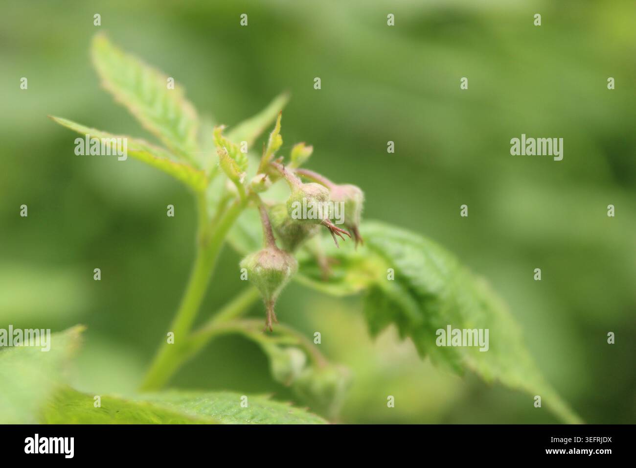 Stade précoce du développement de la fleur de framboise avec des feuilles vertes au printemps Banque D'Images