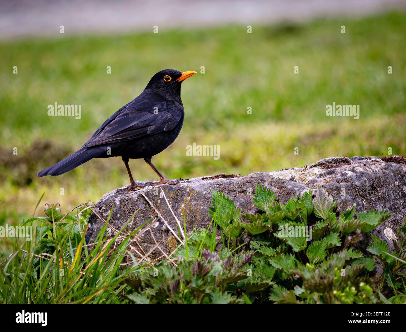 Blackbird dans le jardin Banque D'Images