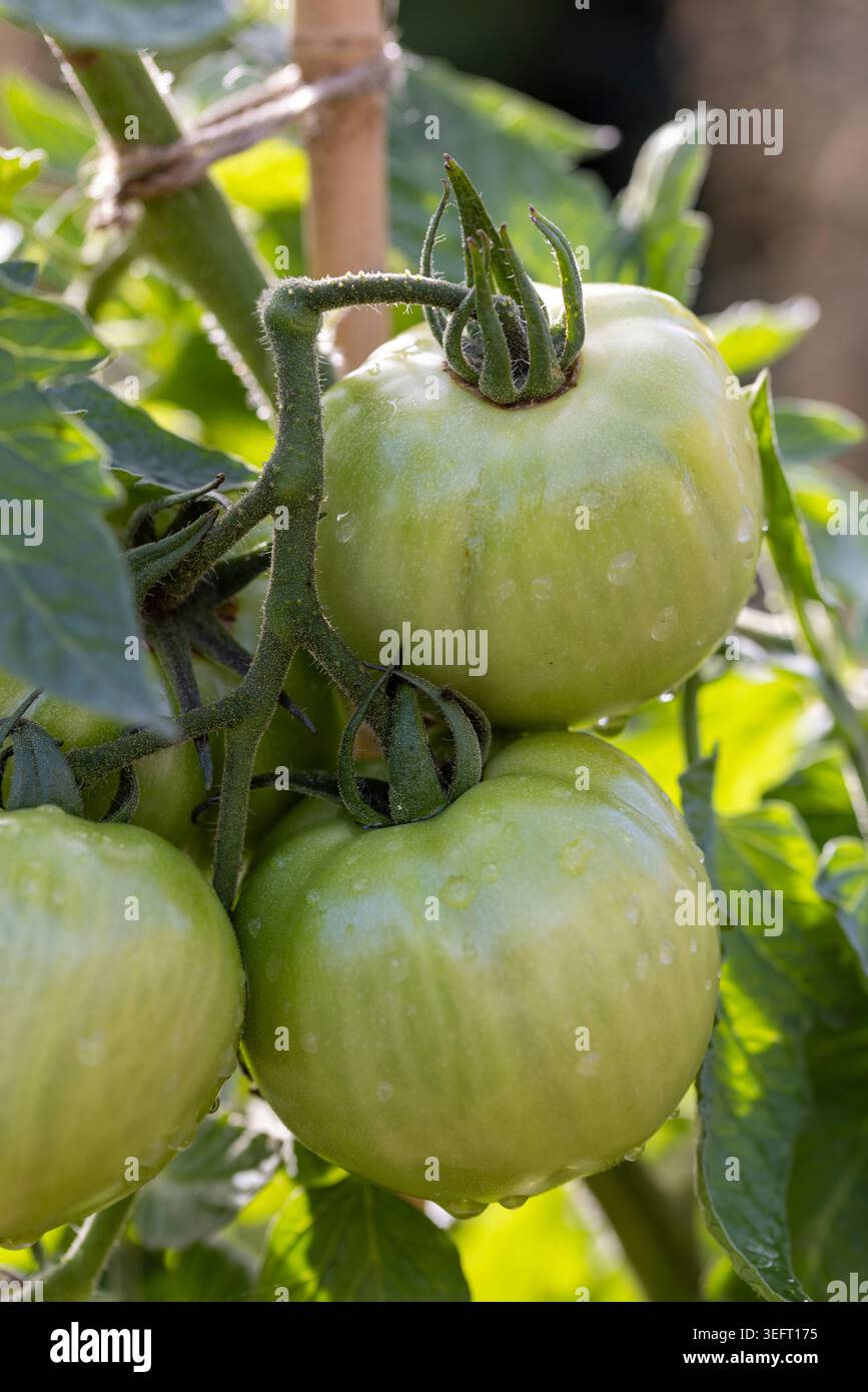 Tomates vertes sur la vigne en automne, à utiliser dans le chutney de tomates vertes Banque D'Images