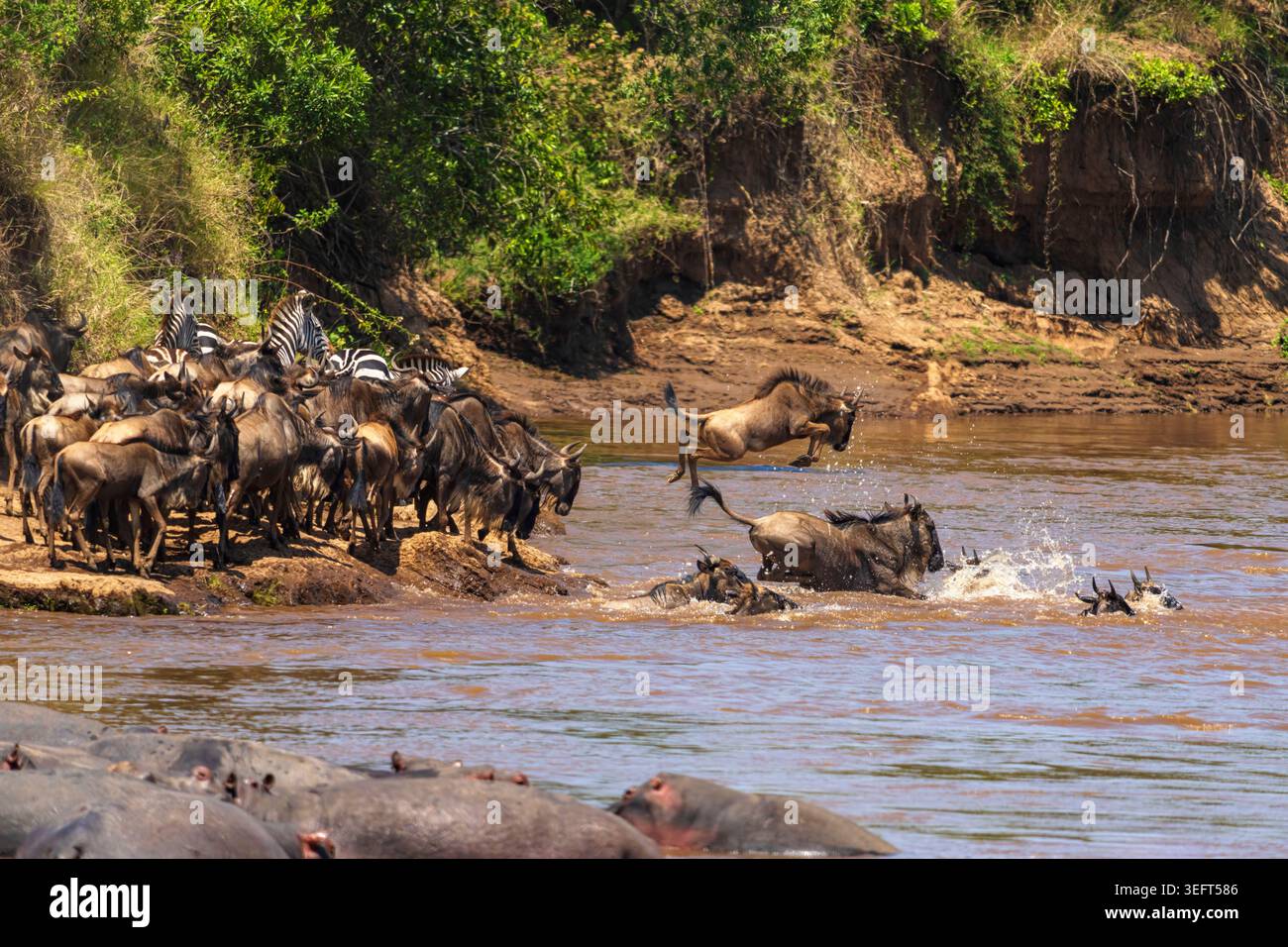 Les gnous et les zèbres des plaines commencent à traverser la rivière Mara pendant la grande migration dans le parc national du Masai Mara au Kenya Banque D'Images