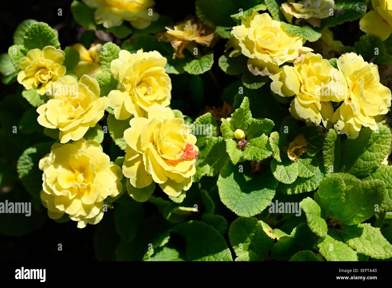 Fleurs jaunes de fleur de printemps, double primula belarina Buttercup UK jardin, avril primula belarina Buttercup Banque D'Images