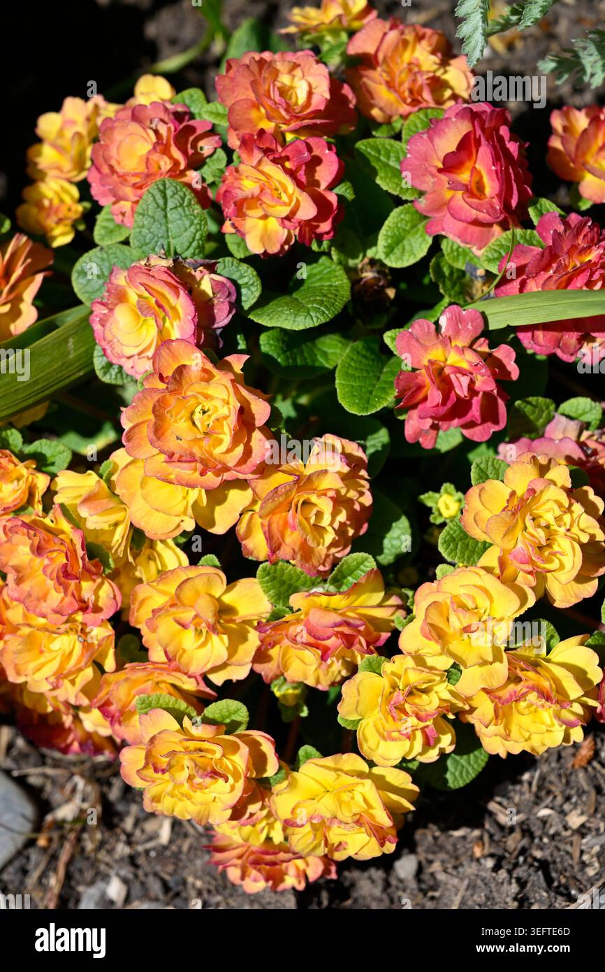 Pêche, fleurs roses et jaunes de fleur de printemps, double primula belarina jardin UK, avril Banque D'Images