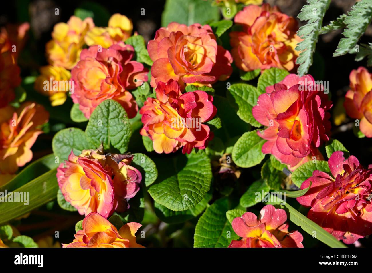 Pêche, fleurs roses et jaunes de fleur de printemps, double primula belarina jardin UK, avril Banque D'Images