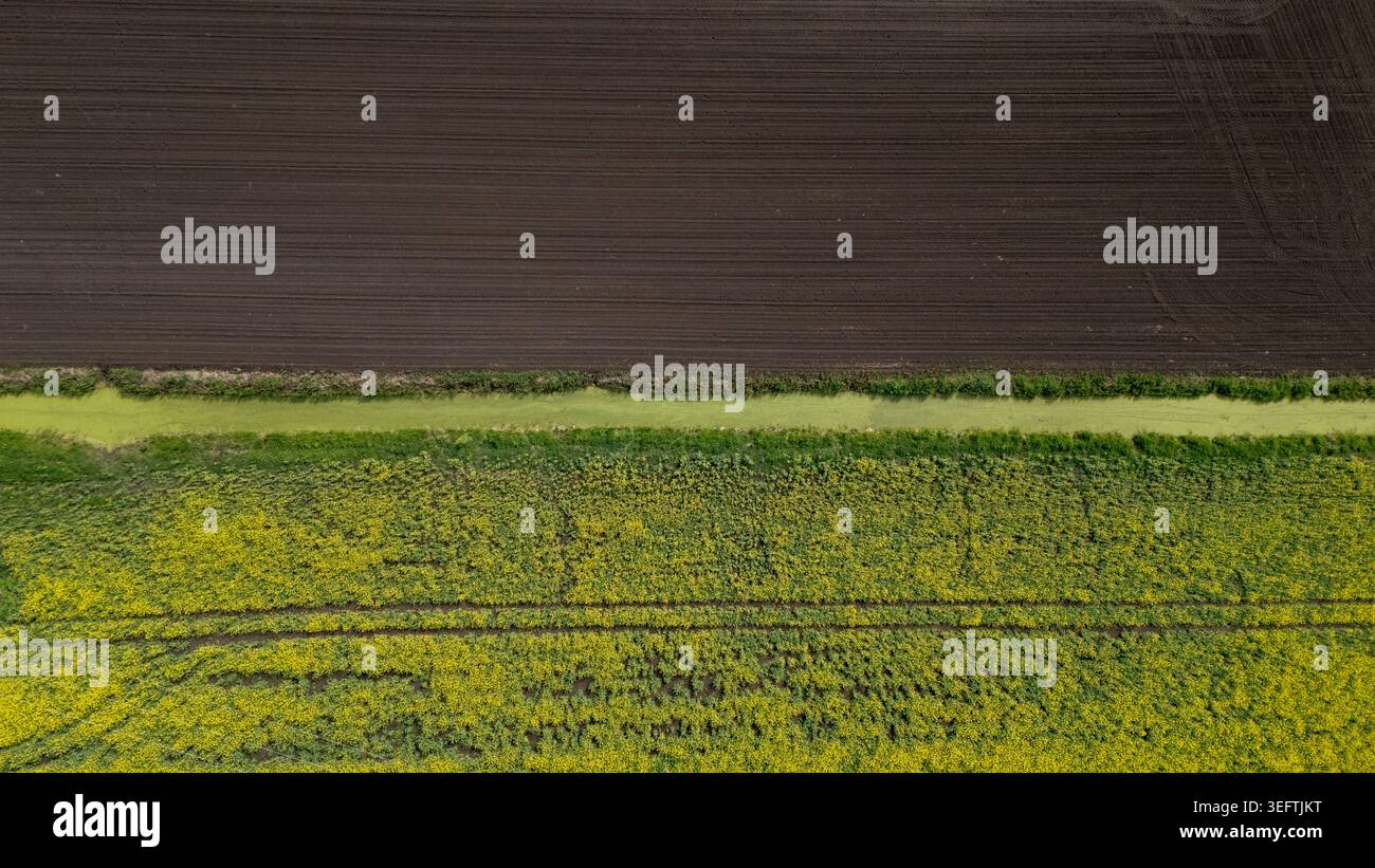 Un drone professionnel en grand angle capturant le contraste géométrique entre un champ de sol cultivé sombre et un champ de colza en fleurs éclatant, divi Banque D'Images