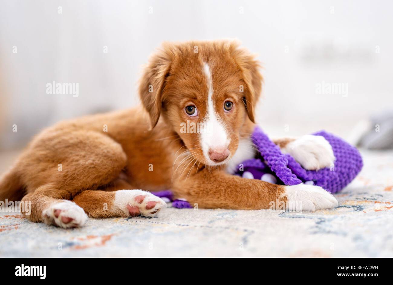 Toller Retriever chiot couché sur le sol avec jouet violet Banque D'Images