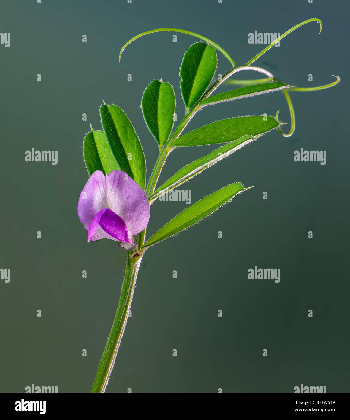Vue macro de la fleur, des feuilles et des tendres de la vesce commune (Victia sativa) Banque D'Images