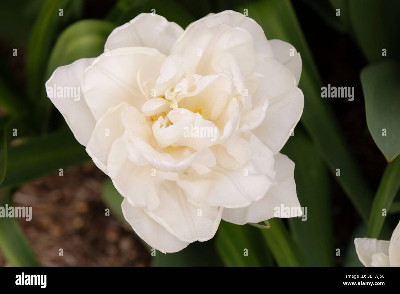 Double tulipe blanche en fleur. Banque D'Images