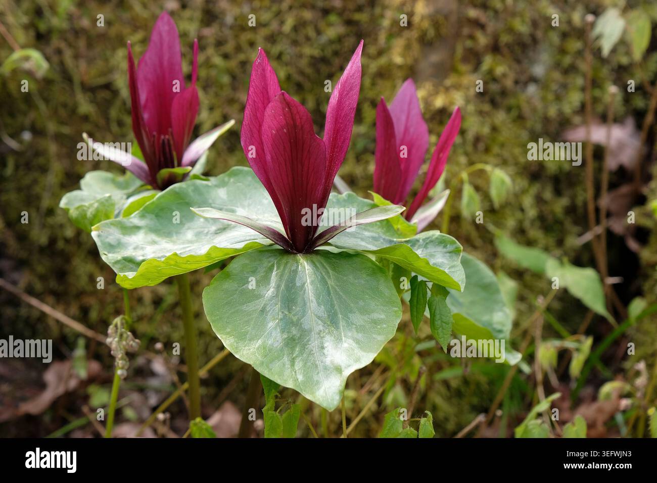 Pourpre Trillium cuneatum, petite betsy douce, en fleur. Banque D'Images