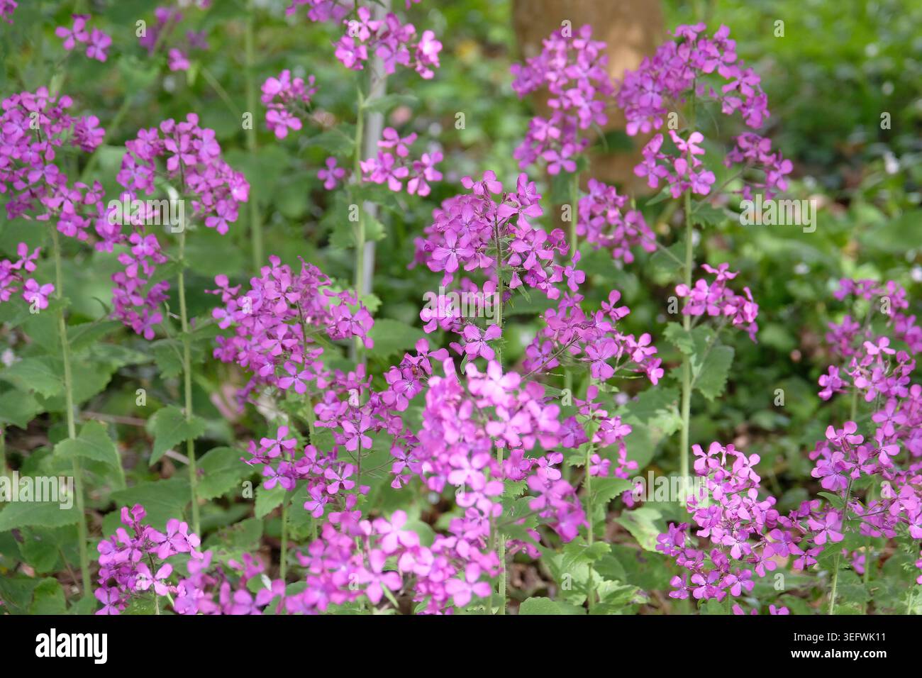 Lunaria annua, honnêteté pourpre, en fleur. Banque D'Images