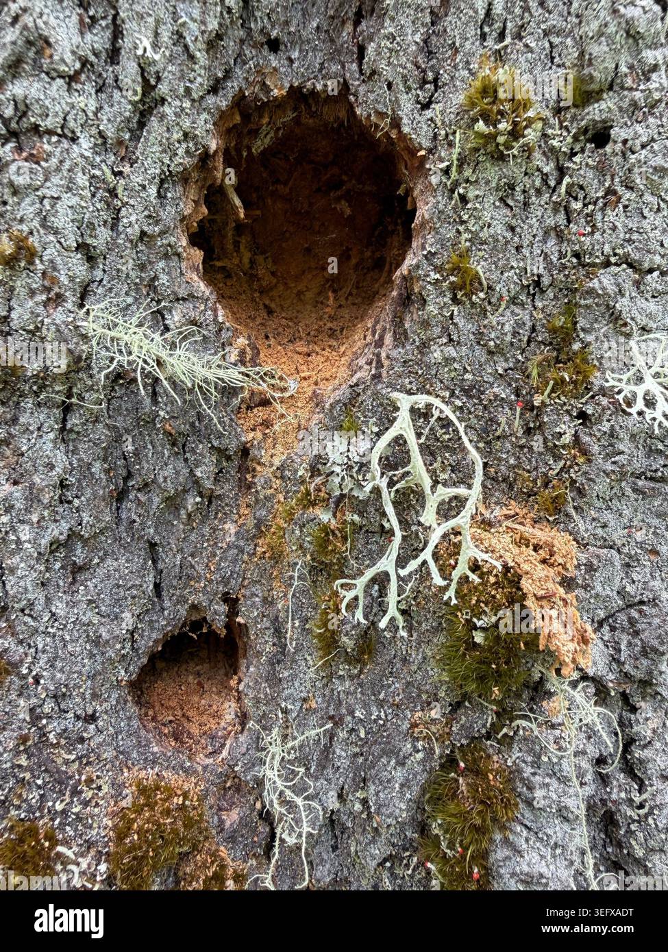 Trous dans le tronc d'un arbre couvert de mousse et de lichen. Banque D'Images