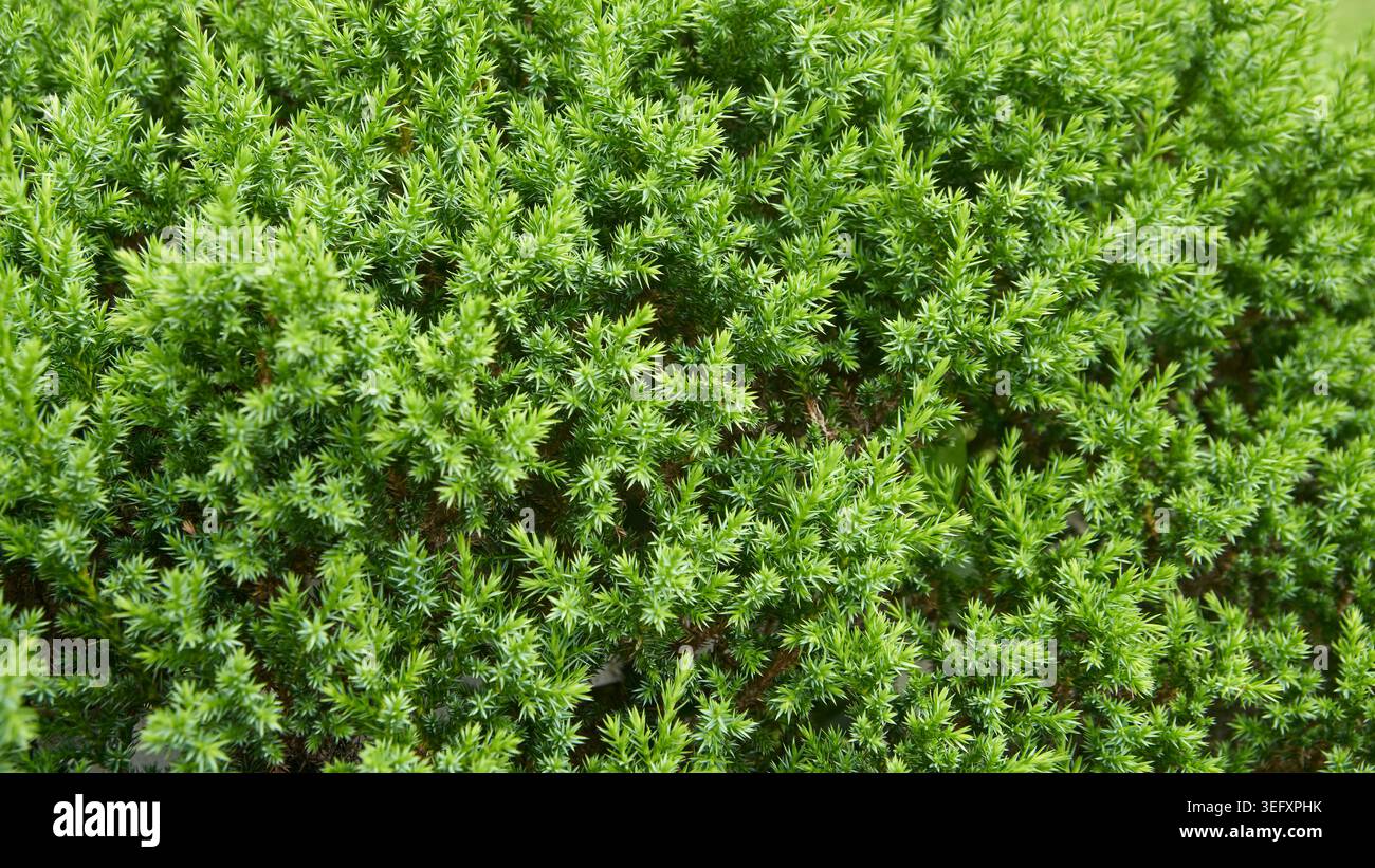 branches d'arbuste vert dense de genièvre avec feuillage d'aiguilles, plante d'arbuste à feuilles persistantes de conifères épineux, texture plein cadre soft focus, fond botanique Banque D'Images
