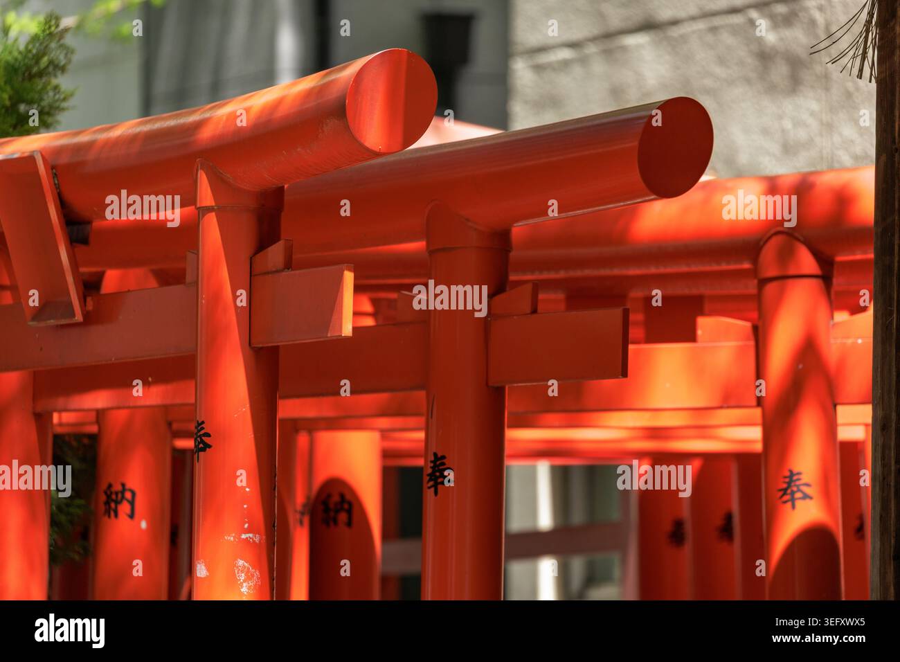 Une lumière tamisée illumine les portes vermillon torii avec des inscriptions en kanji noir sur les piliers, en rangées se chevauchant formant un tunnel dans le sanctuaire local. Banque D'Images