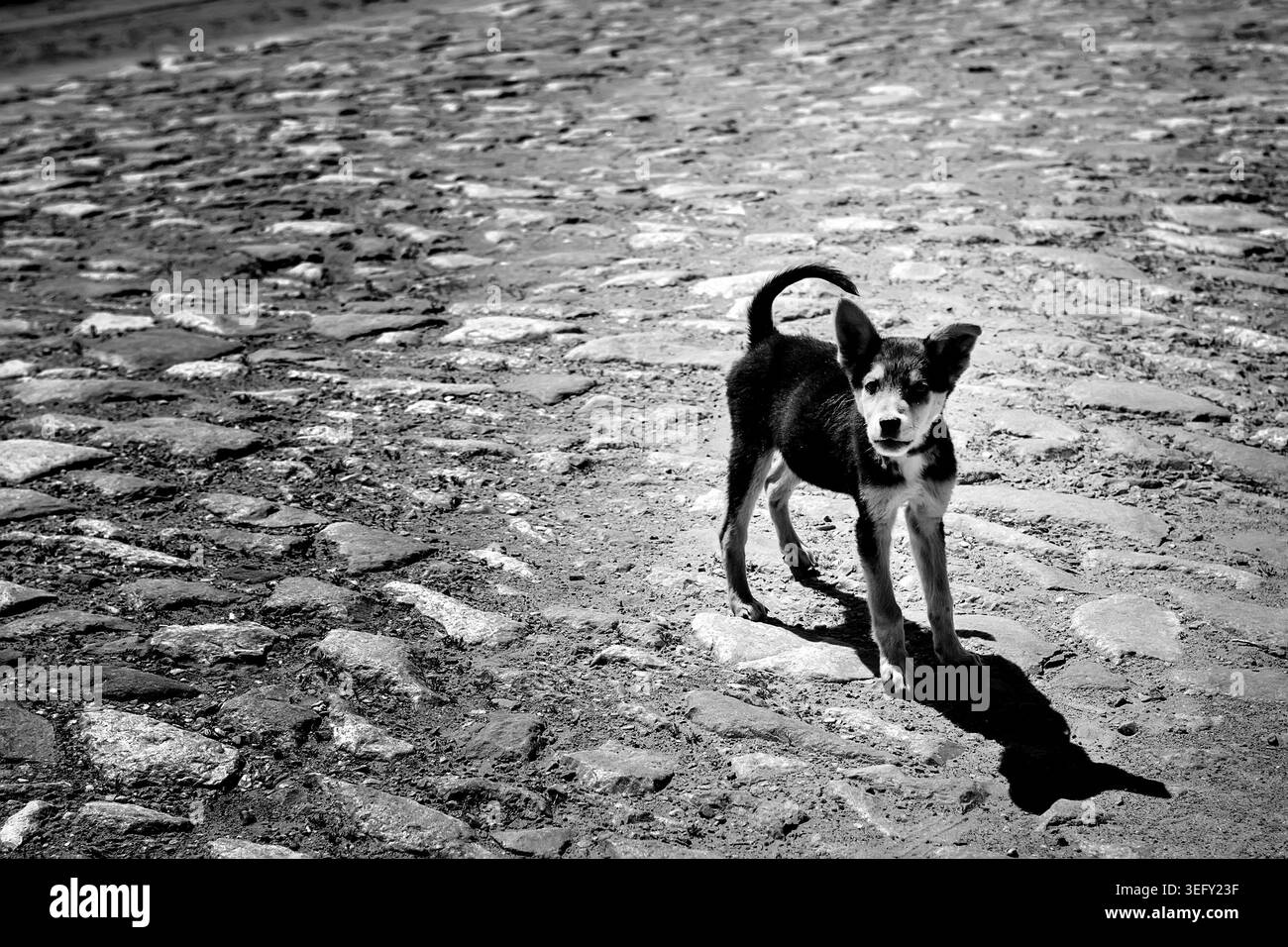Chien sur une rue pavée, noir et blanc Banque D'Images