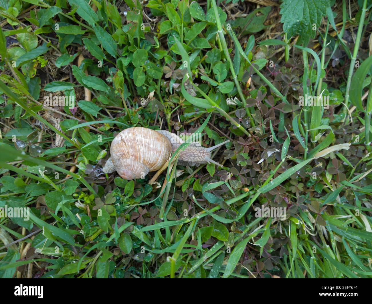 Un escargot romain (Helix pomatia) rampant à travers l'herbe verte humide et les feuilles de trèfle, rafraîchi par la pluie un jour de printemps couvert. Banque D'Images