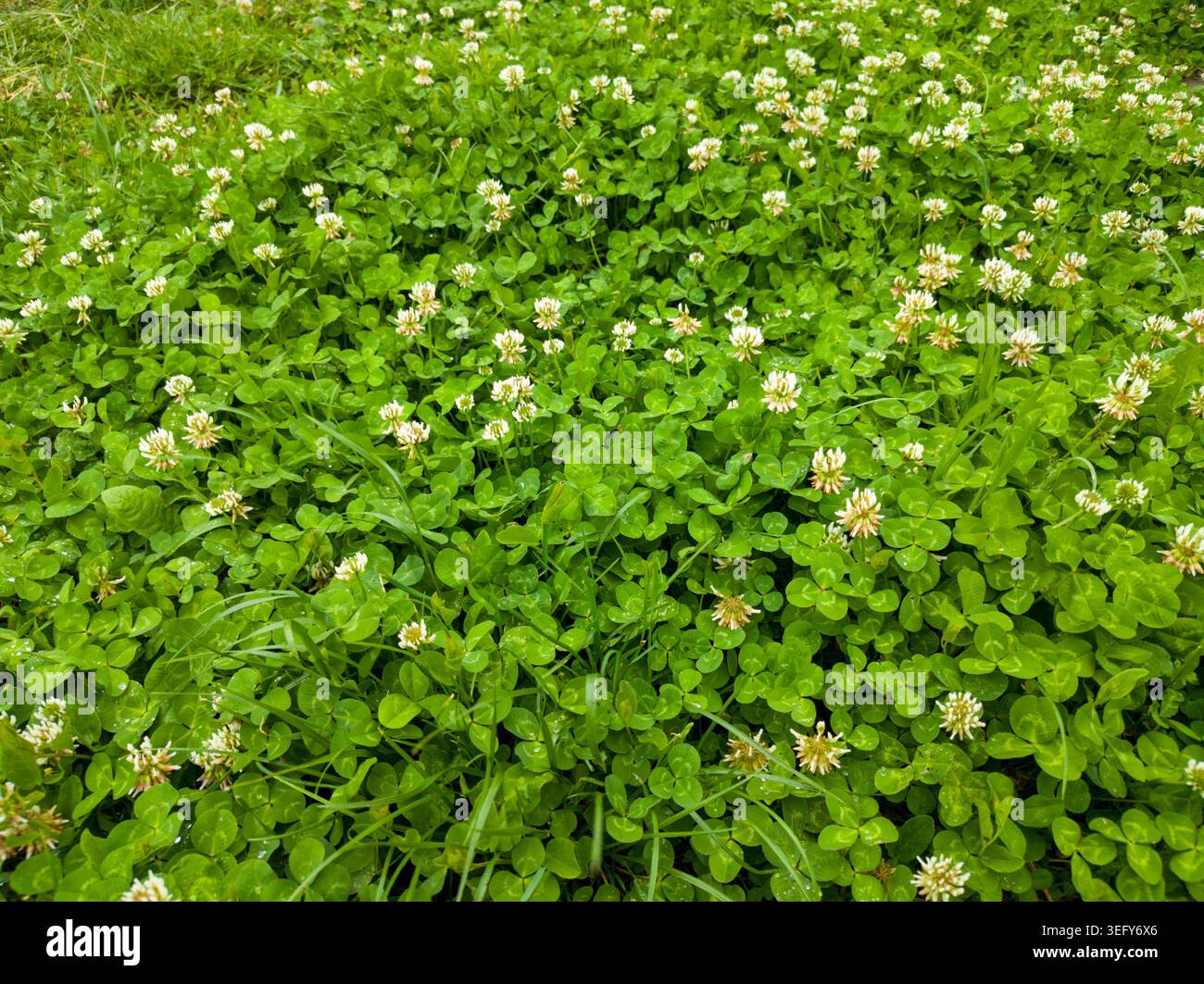 Une pelouse verte luxuriante et dense recouverte de fleurs de trèfle blanc (Trifolium repens) rafraîchies par la pluie dans un pré printanier. Banque D'Images