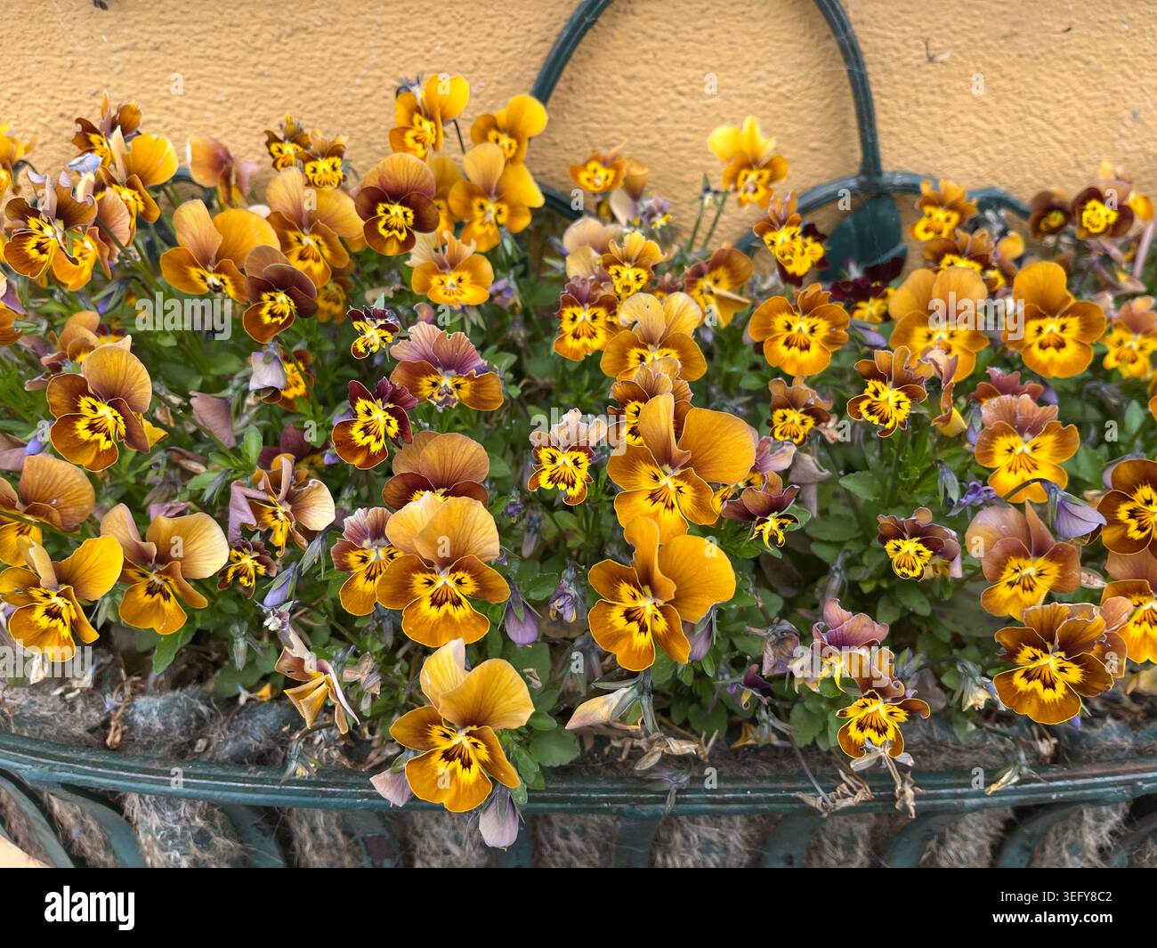Fleur de Viola 'Honeybee' avec centre jaune doré et pétales brun acajou en gros plan - Image de stock capturée avec un smartphone