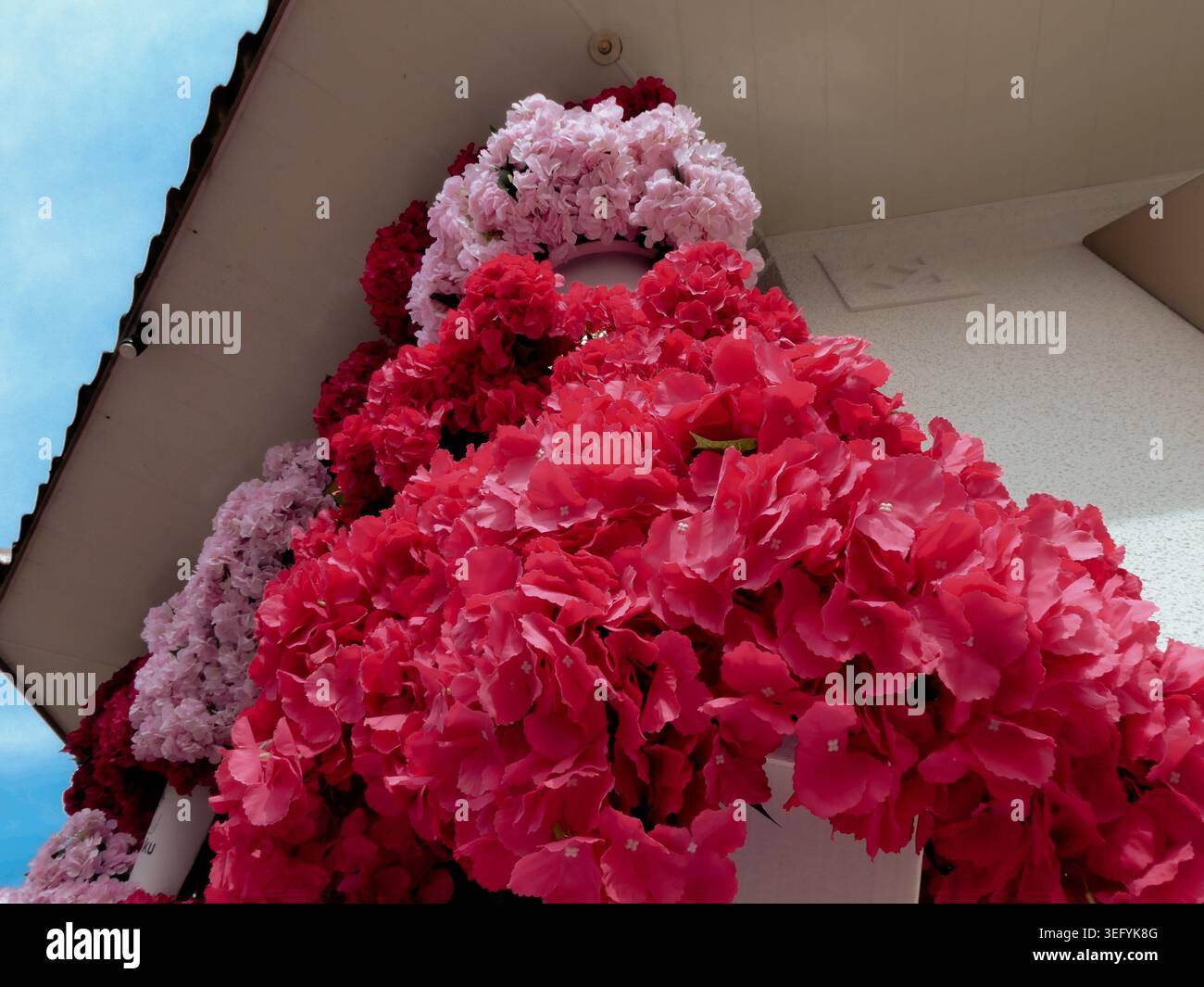 Vue aérienne rapprochée d'abondantes compositions florales d'hortensia rouge et rose ornant l'extérieur d'un bâtiment contre un ciel bleu vif Banque D'Images