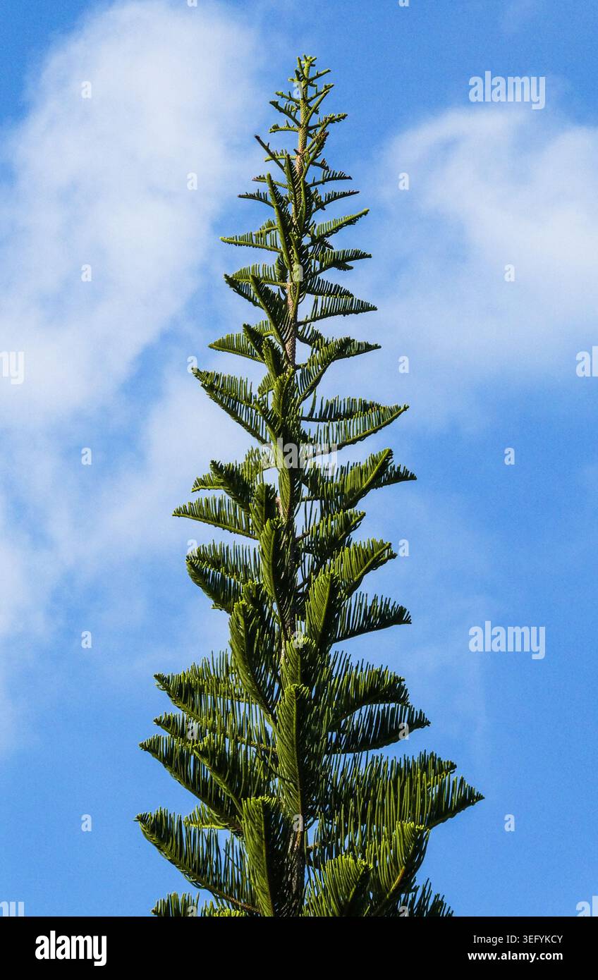 Vue rapprochée en bas angle de la couronne pointue d'un pin de l'île de norfolk, avec des branches vertes symétriques et des aiguilles serrées contre un bleu éclatant Banque D'Images