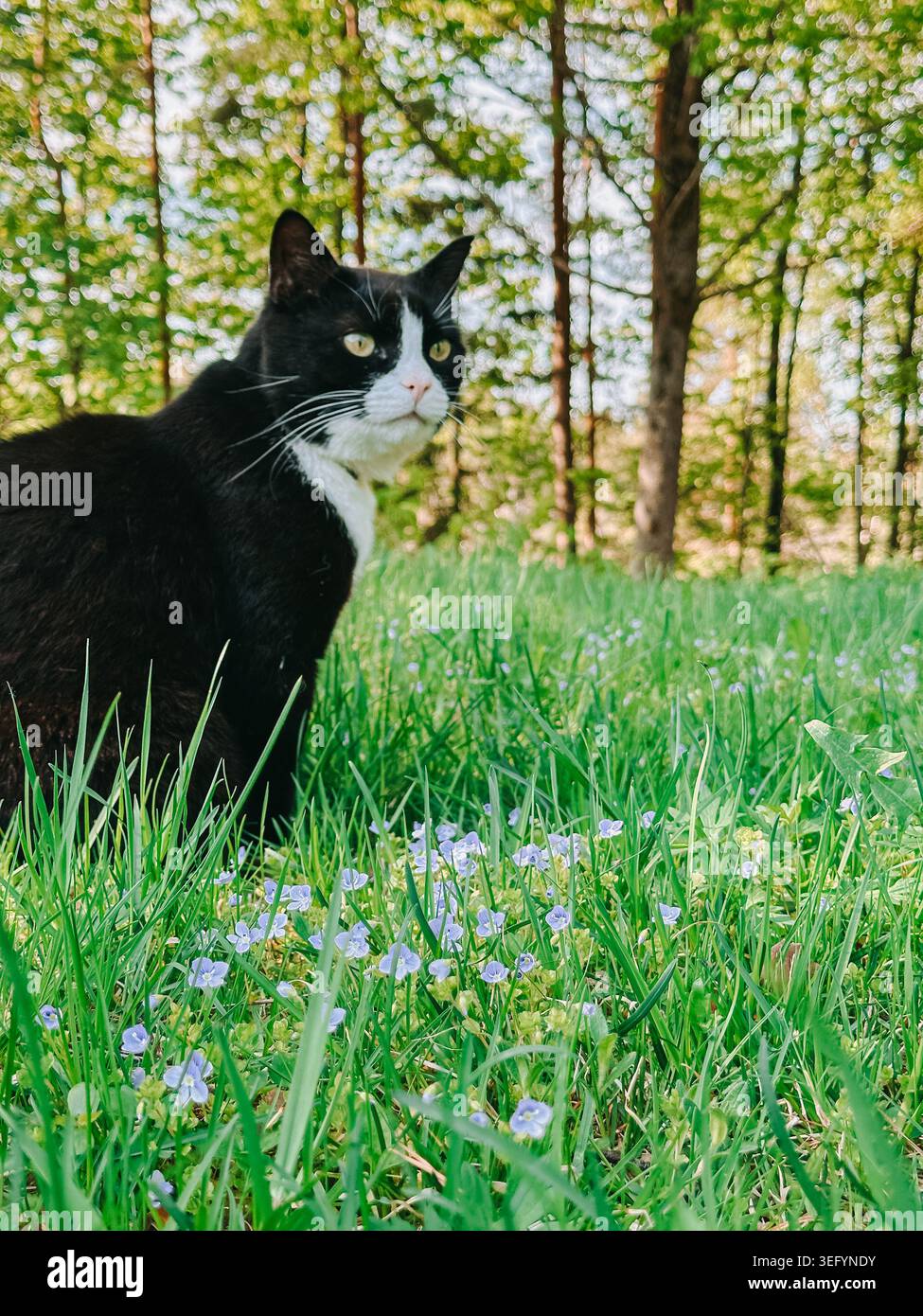 Chat de smoking noir et blanc debout en alerte dans l'herbe verte luxuriante entouré de petites fleurs sauvages et d'arbres forestiers ensoleillés. Portrait naturel d'animaux de compagnie en extérieur Banque D'Images