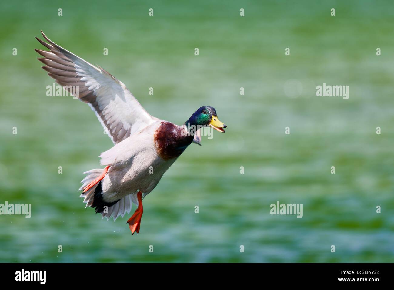 Canard Drake Mallard (Anas platyrhynchos) volant au-dessus de l'eau avec des ailes qui sortent et reviennent, entrant pour atterrir au printemps, dans le sud de l'Angleterre, au Royaume-Uni. Banque D'Images