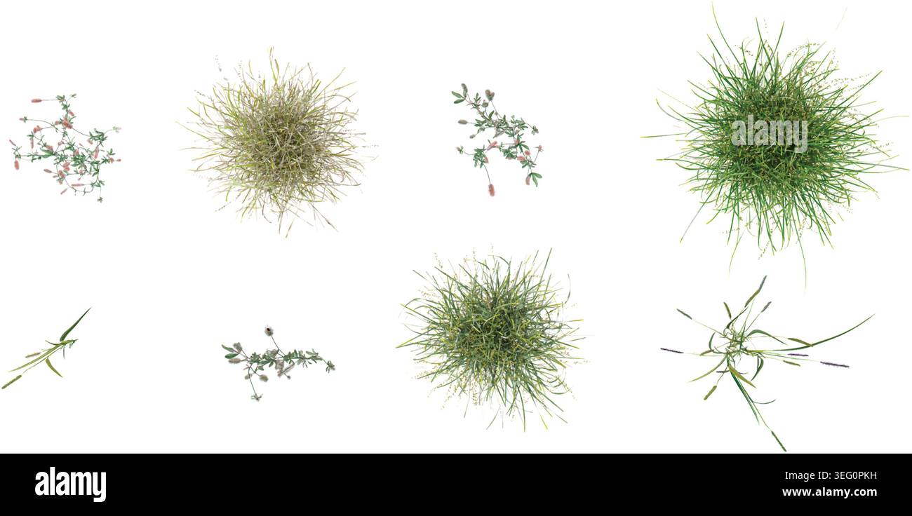 Lames réalistes d'herbes vertes ensemble avec trèfle de fleur, Rhanterium epapposum, herbe de fontaine isolé sur fond blanc illustration vectorielle du haut Illustration de Vecteur