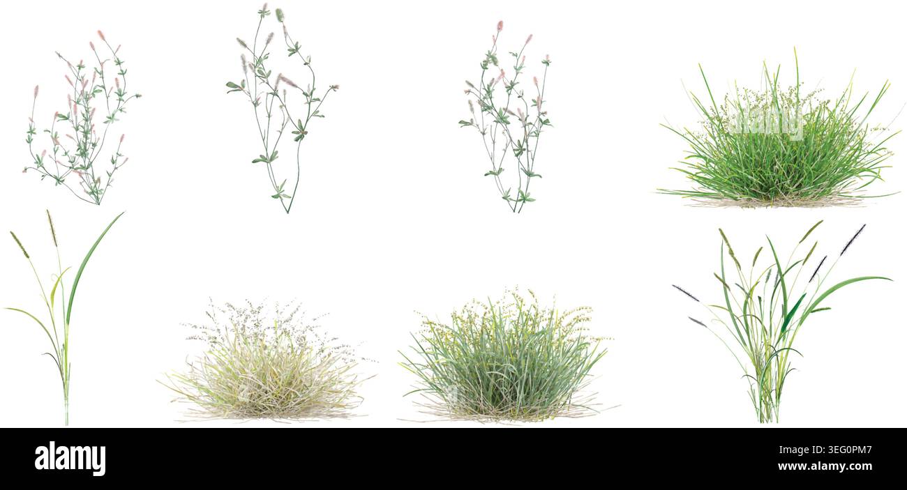 Lames réalistes d'herbes vertes ensemble avec trèfle de fleur, Rhanterium epapposum, herbe de fontaine isolé sur fond blanc illustration vectorielle Illustration de Vecteur