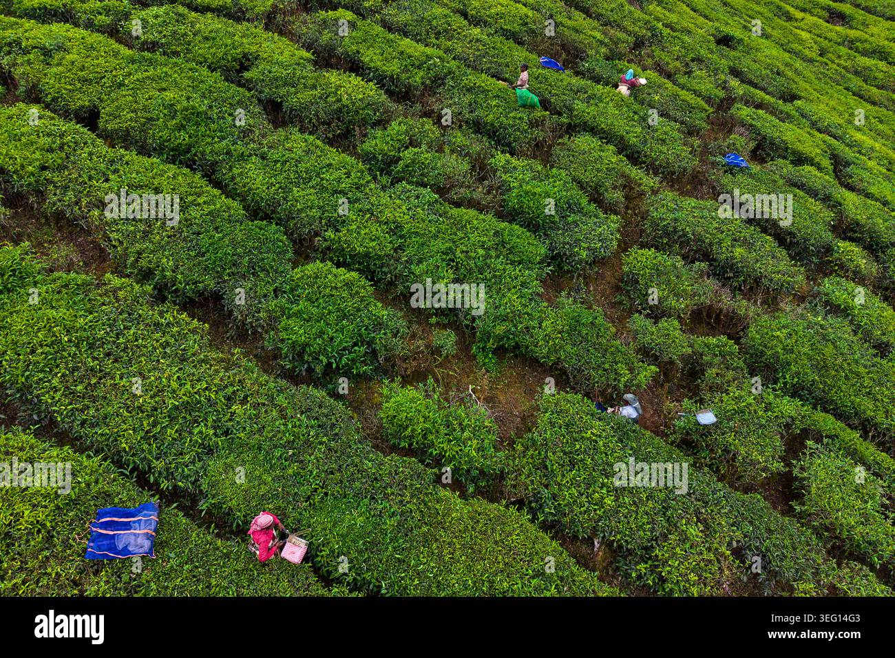 Inde, État du Kerala, Munnar, plantation de thé, cueillette de thé Banque D'Images