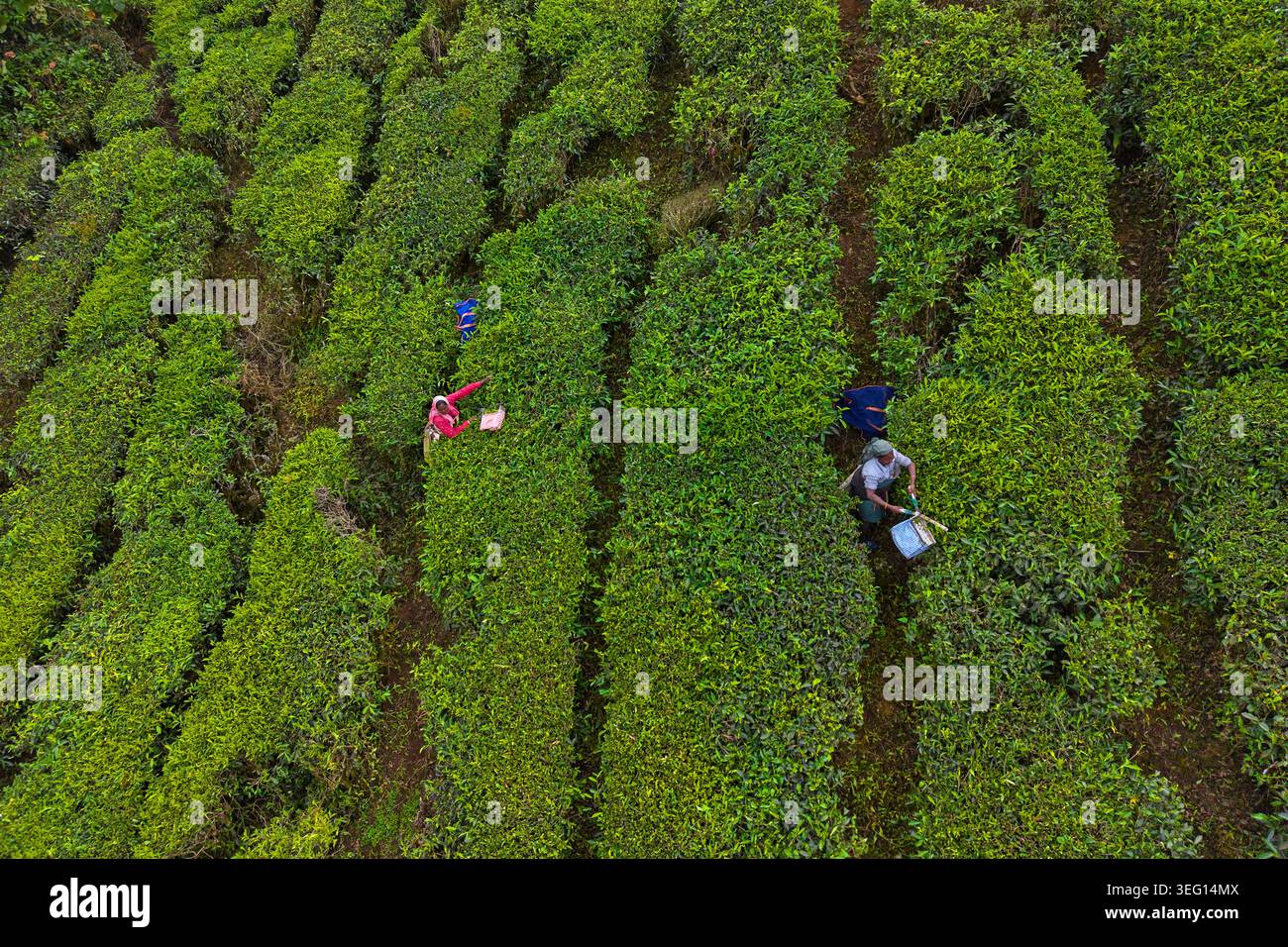 Inde, État du Kerala, Munnar, plantation de thé, cueillette de thé Banque D'Images