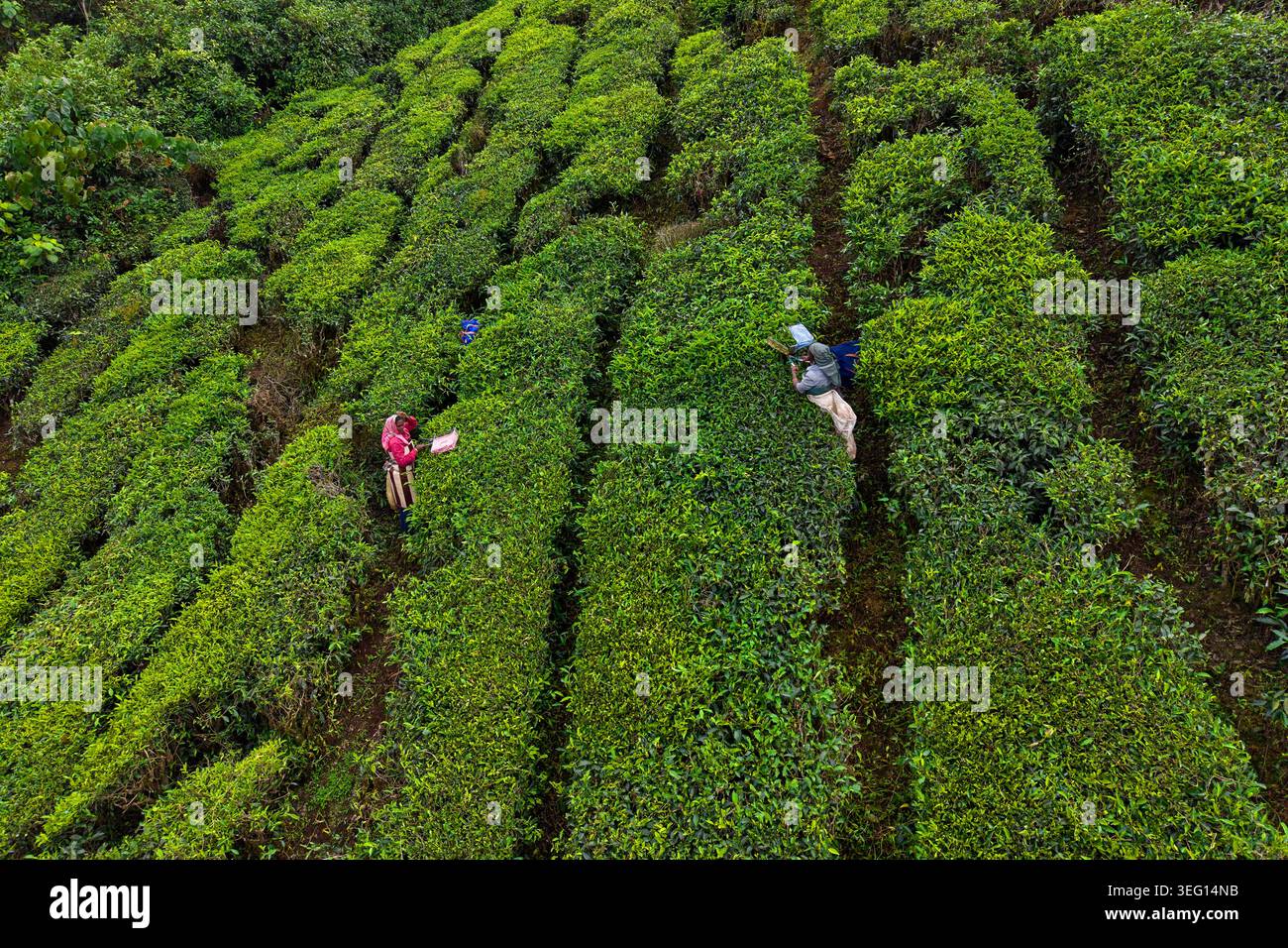 Inde, État du Kerala, Munnar, plantation de thé, cueillette de thé Banque D'Images