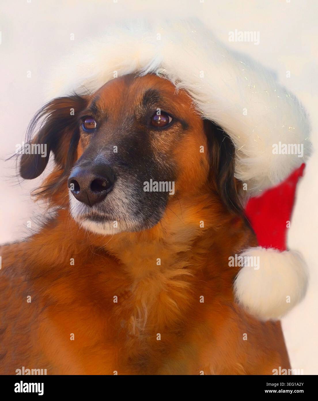 Chien avec un chapeau de Noël Banque D'Images