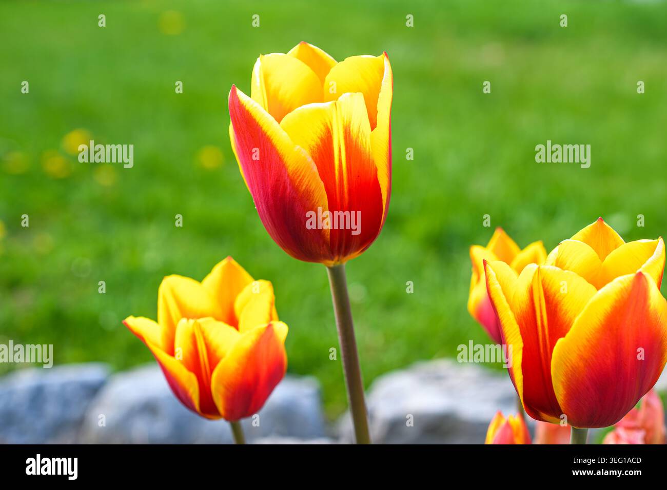 Tulipes rouges et jaunes fleurissant dans un jardin. Banque D'Images