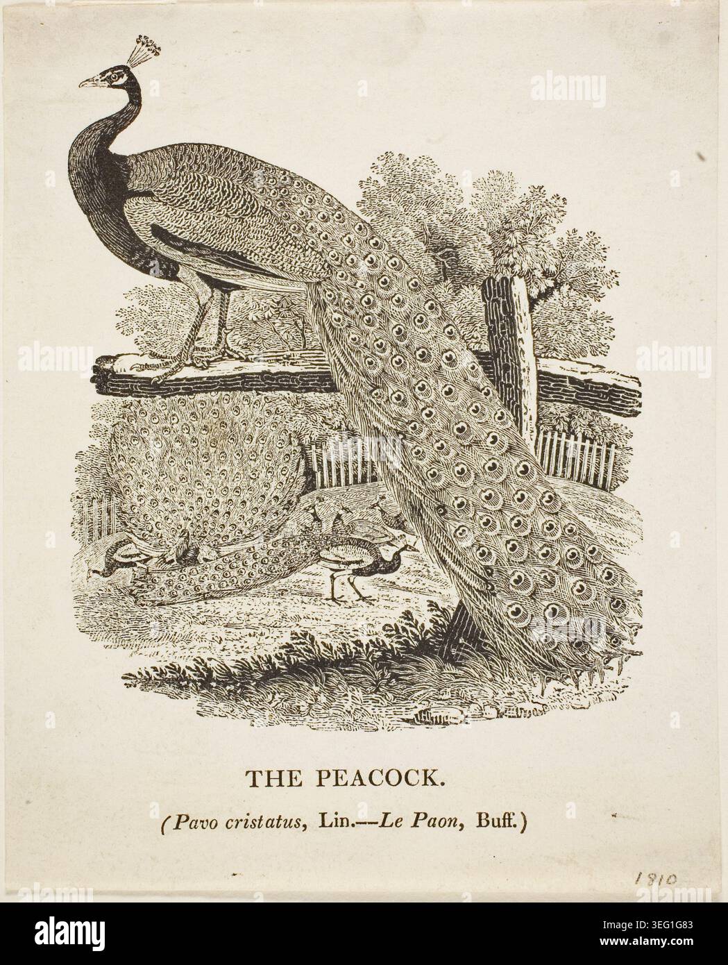 Le paon de Thomas Bewick, s.d., représentant l'oiseau perché sur une branche avec son plumage irisé distinctif et ses plumes ornementales de queue entièrement exposées Banque D'Images